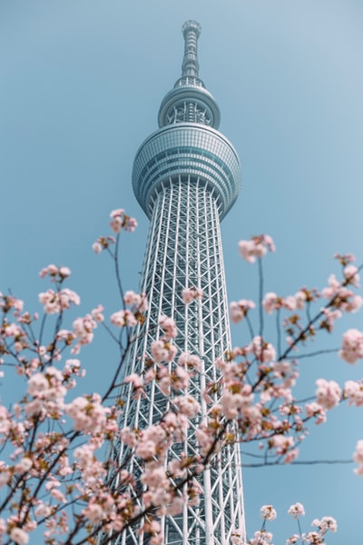 樱花的树
